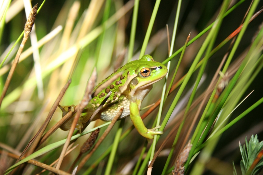 Science for saving species on show in Canberra