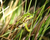 Science for saving species on show in Canberra