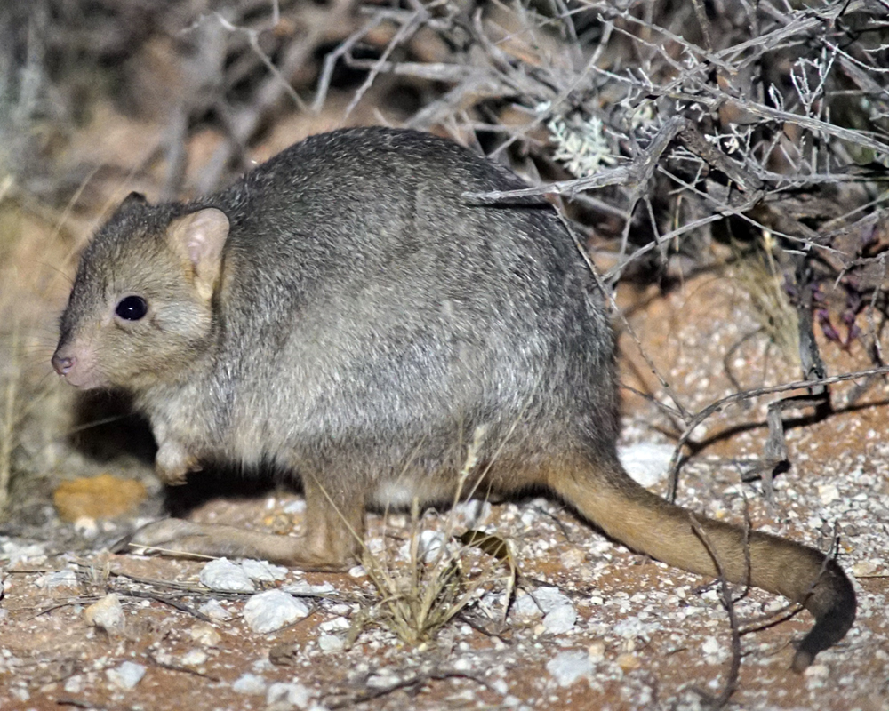 Our mammals at greatest risk from cats and foxes