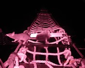 Threatened species in city spaces