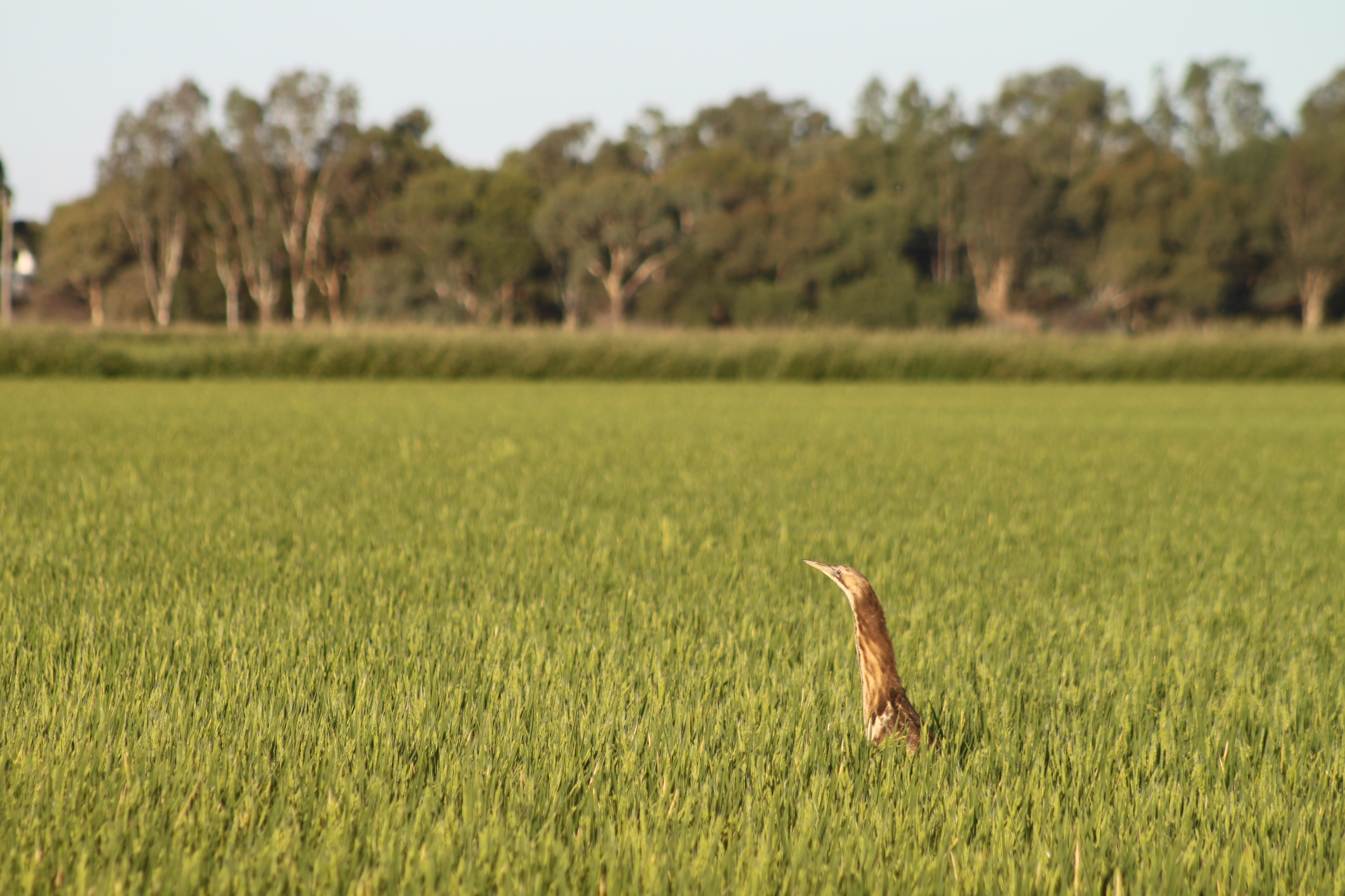 Once bittern, rice high