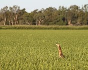 Once bittern, rice high