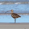 Strategic planning for the far eastern curlew
