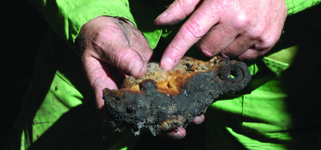 Estimating wildlife mortality during bushfire