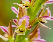 Race to unlock secret to save endangered orchids