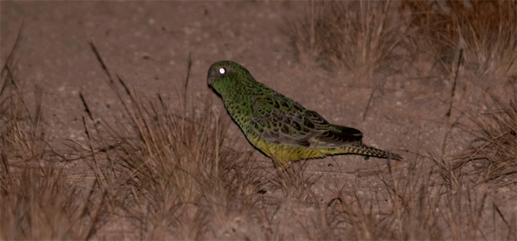 Conservation of the Night Parrot