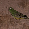 Conservation of the Night Parrot