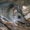 Response of the Kangaroo Island Dunnart and other threatened species to a cat eradication program