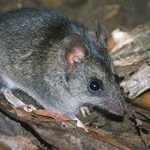 Response of the Kangaroo Island Dunnart and other threatened species to a cat eradication program