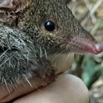 Using detection dog techniques to conserve Queensland’s Endangered montane species