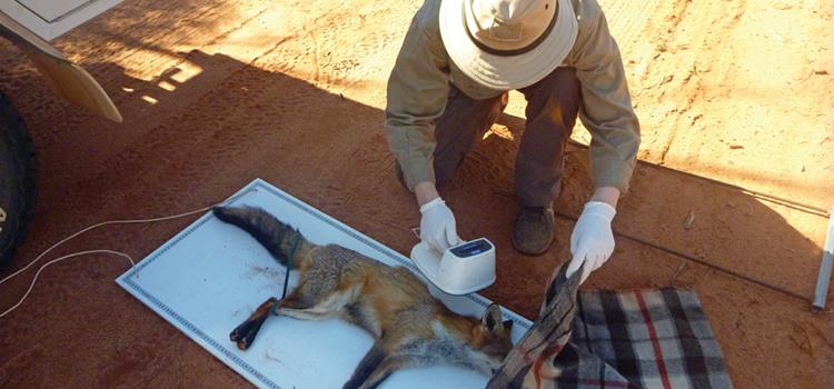 Feral predators in south-east Australia: Towards a ‘beyond the fence’ strategy