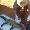 Feral predators in south-east Australia: Towards a ‘beyond the fence’ strategy