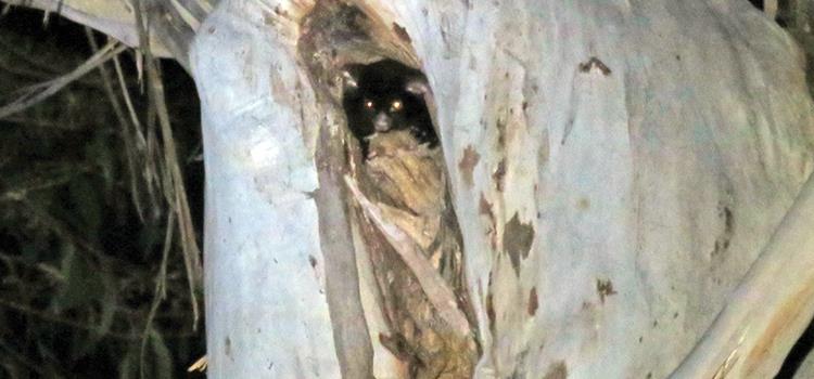 Mapping distributions, threats and opportunities to conserve the greater glider