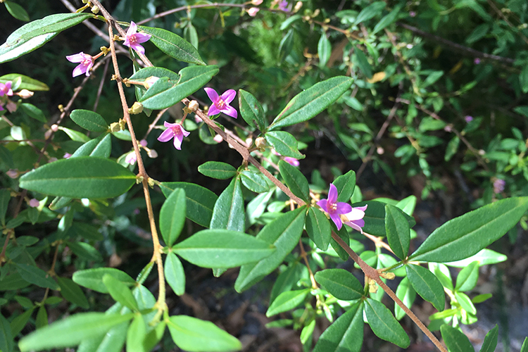 ‘Tis the season...Understanding how threatened plants respond to different fires