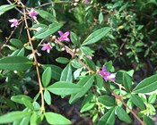 ‘Tis the season...Understanding how threatened plants respond to different fires