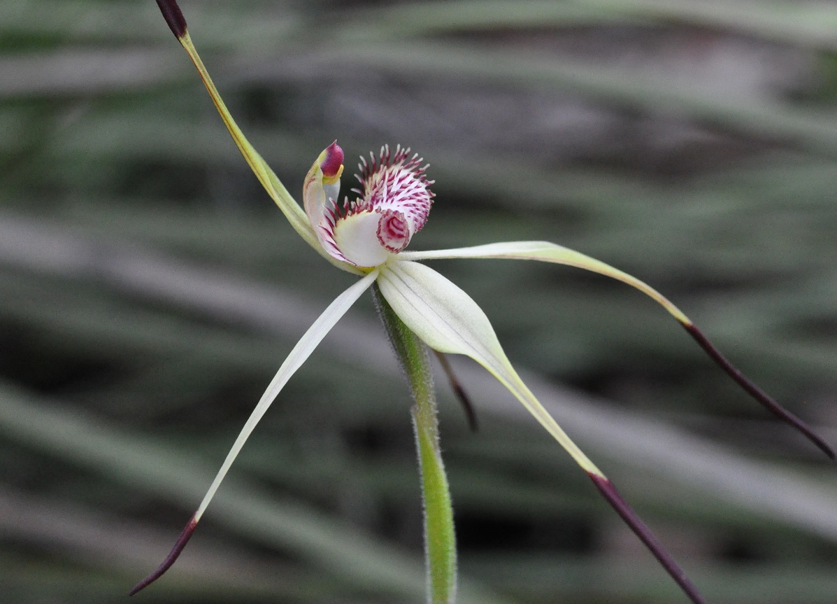 National review and workshop put spotlight on plant translocation