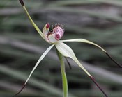 National review and workshop put spotlight on plant translocation