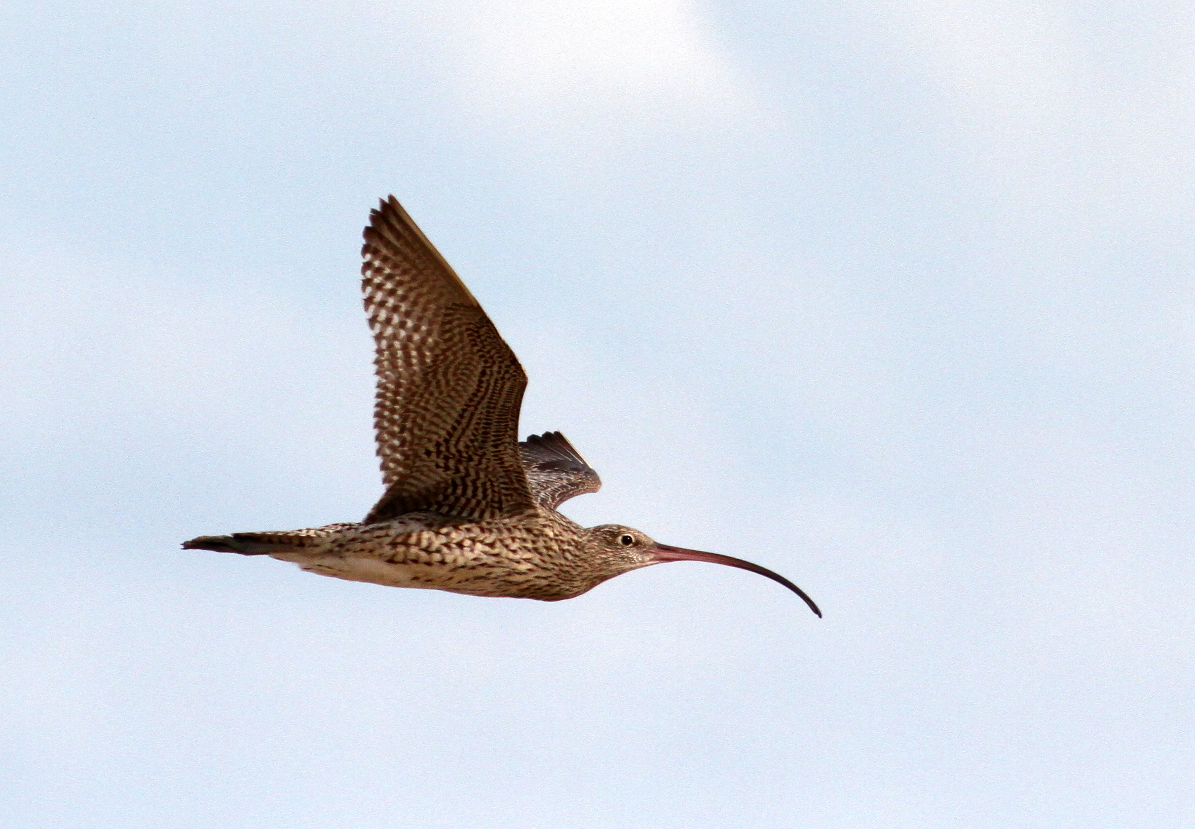 Recovering the far eastern curlew