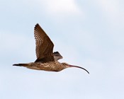 Recovering the far eastern curlew