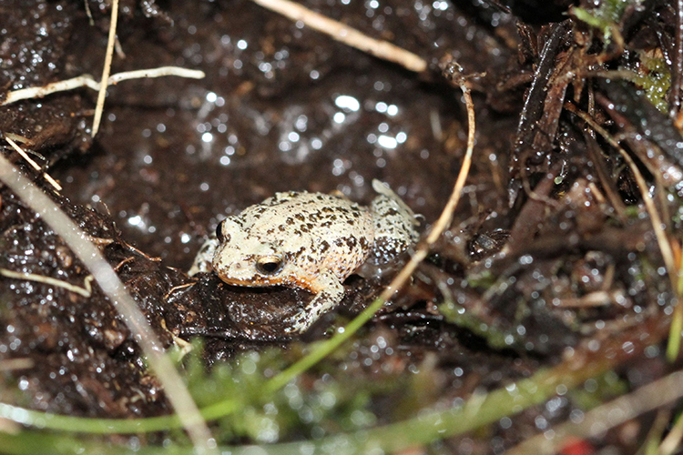 Why do tiny frogs persist or perish on a tiny scale?