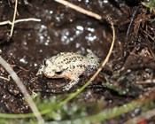 Why do tiny frogs persist or perish on a tiny scale?