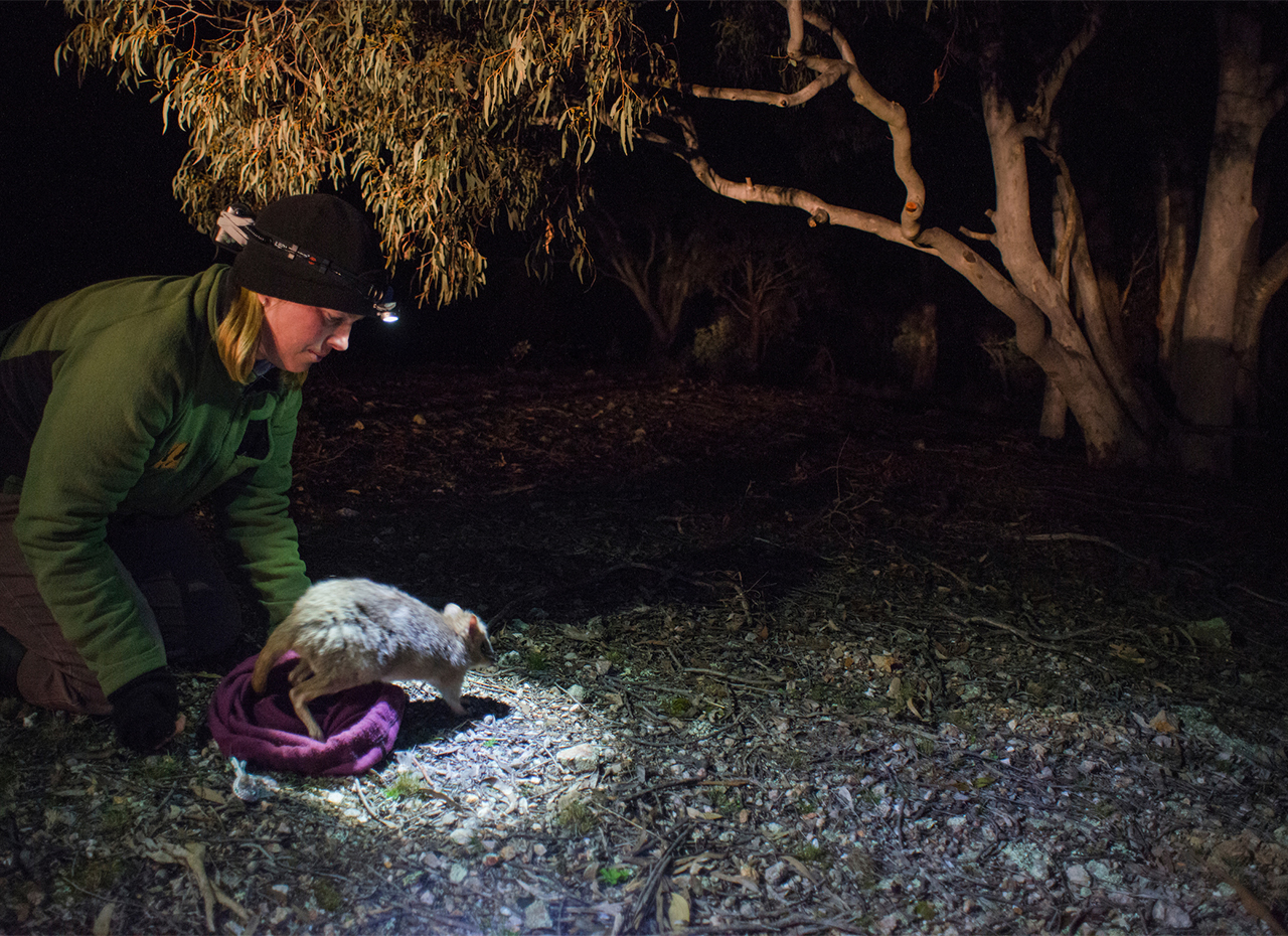 Reintroductions inside and outside fences in the ACT