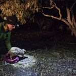 Reintroductions inside and outside fences in the ACT
