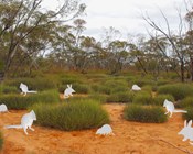 The ghosts of digging mammals past