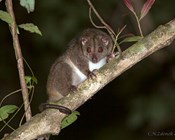 Call for photos for new possum monitoring app