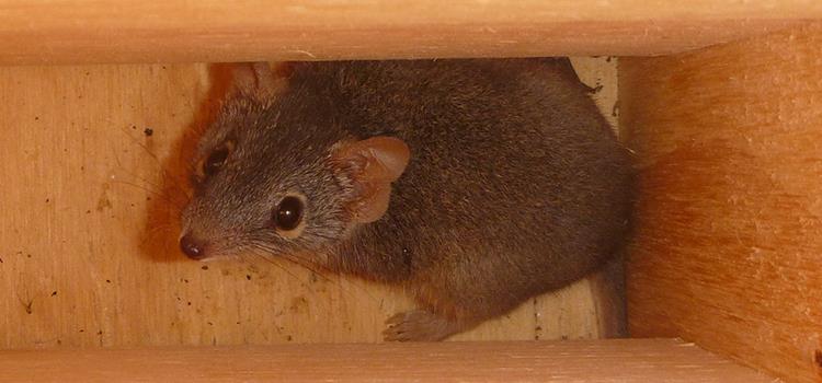 Testing the effectiveness of nest boxes for threatened species
