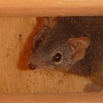 Testing the effectiveness of nest boxes for threatened species
