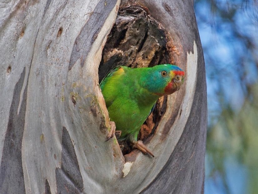 Addressing a swift-parrot housing crisis