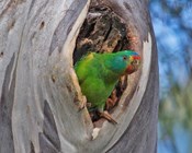 Addressing a swift-parrot housing crisis