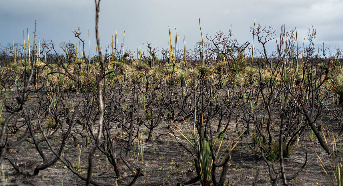 Post-fire changes in feral cat density across Kangaroo Island