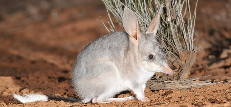 Learning from mammal translocations