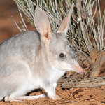 Learning from mammal translocations