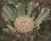 Plants Red Hot List: No surprises, no regrets