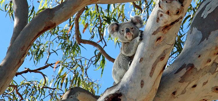 Optimising feral animal control to benefit threatened species on South East Queensland Islands