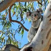 Optimising feral animal control to benefit threatened species on South East Queensland Islands