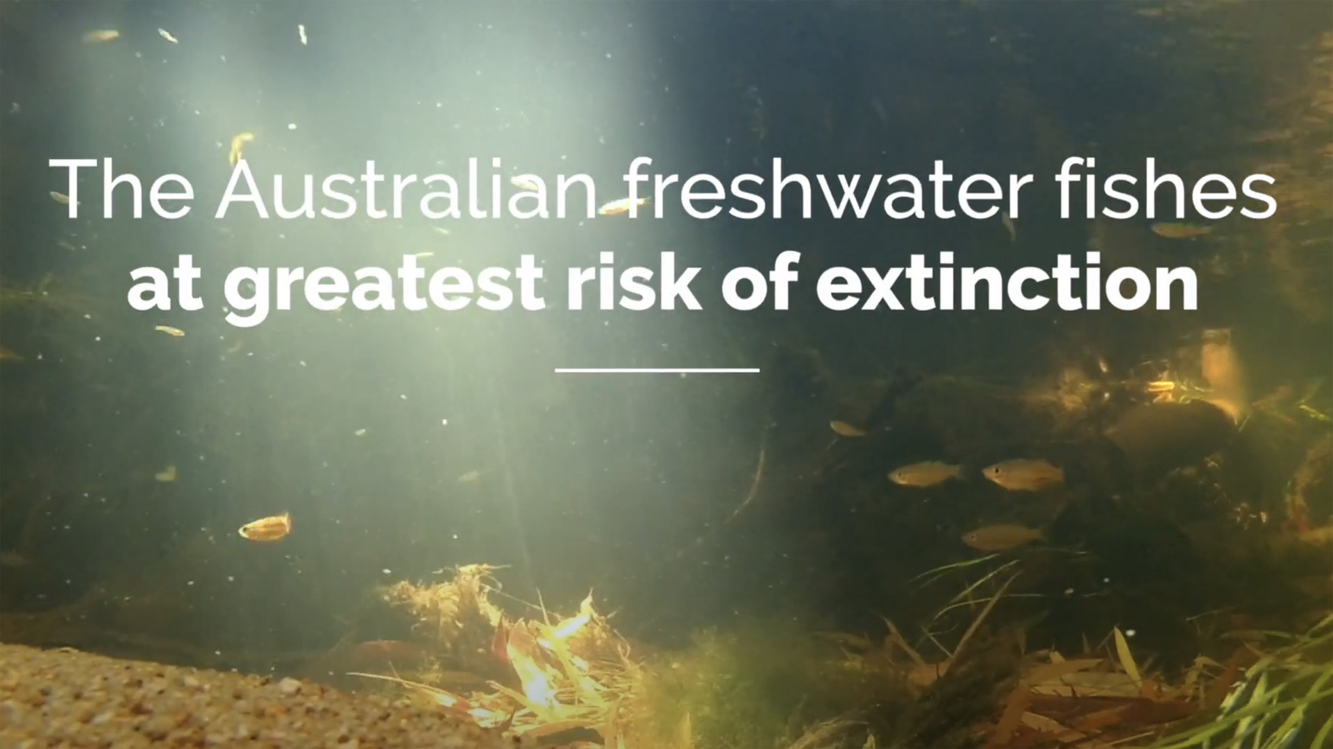 The Australian freshwater fishes at greatest risk of extinction
