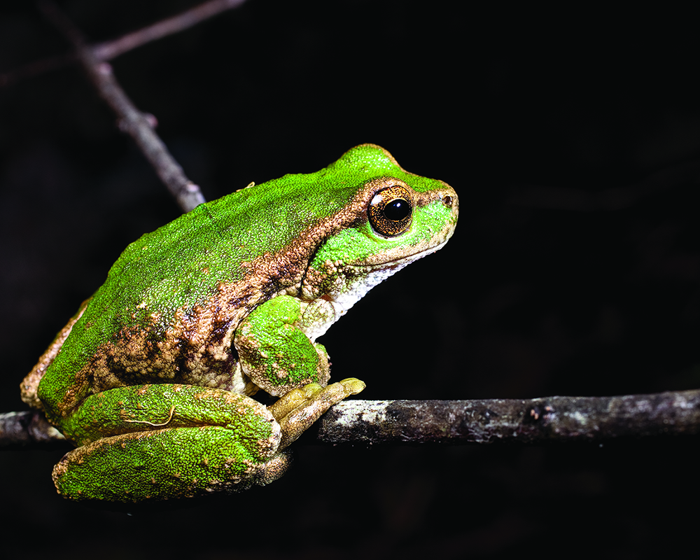 spotted tree frog