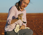 Kowari one of the first species to benefit from hub havens analysis