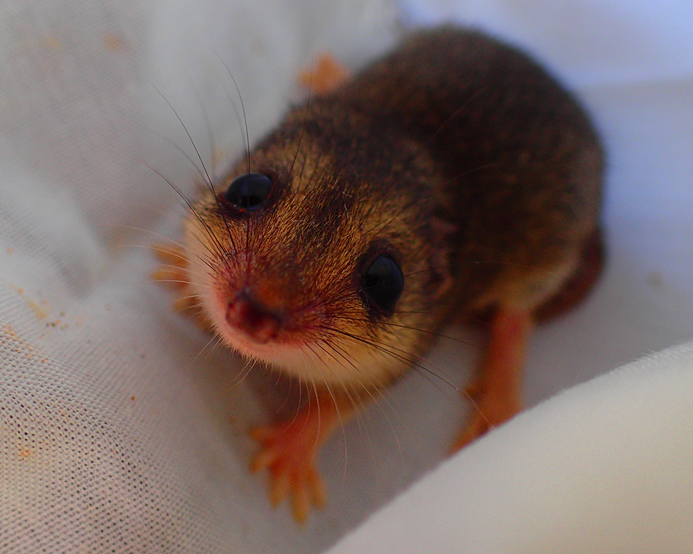 Rare tiny marsupial discovered by Harry Butler helped by new research