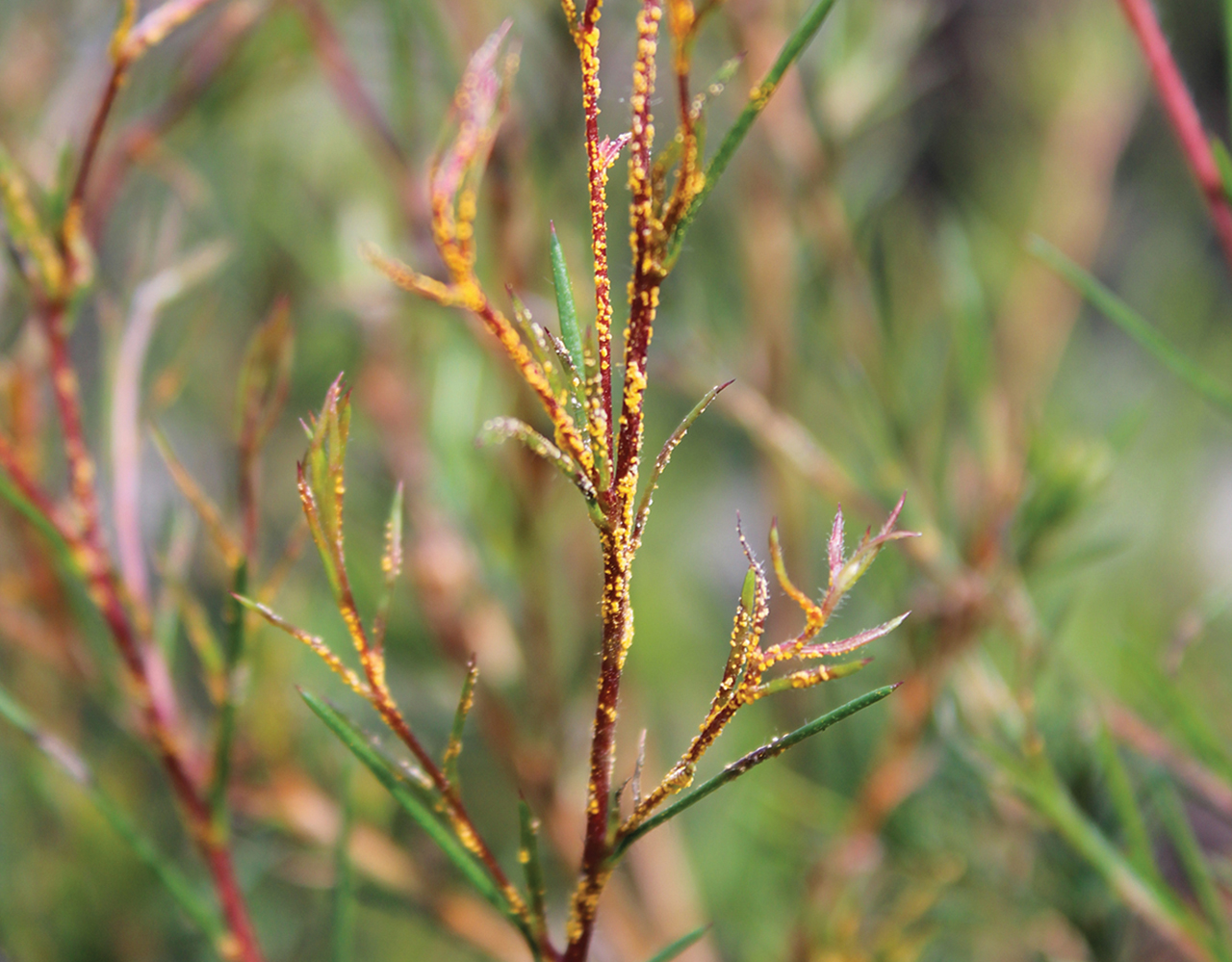 myrtle rust on reshoots