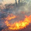 Managing fire regimes to save threatened flora and fauna