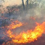 Managing fire regimes to save threatened flora and fauna