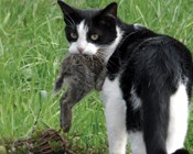 The mathematics of cats