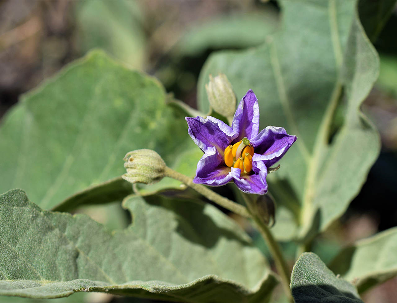 Queensland’s Capella potato bush