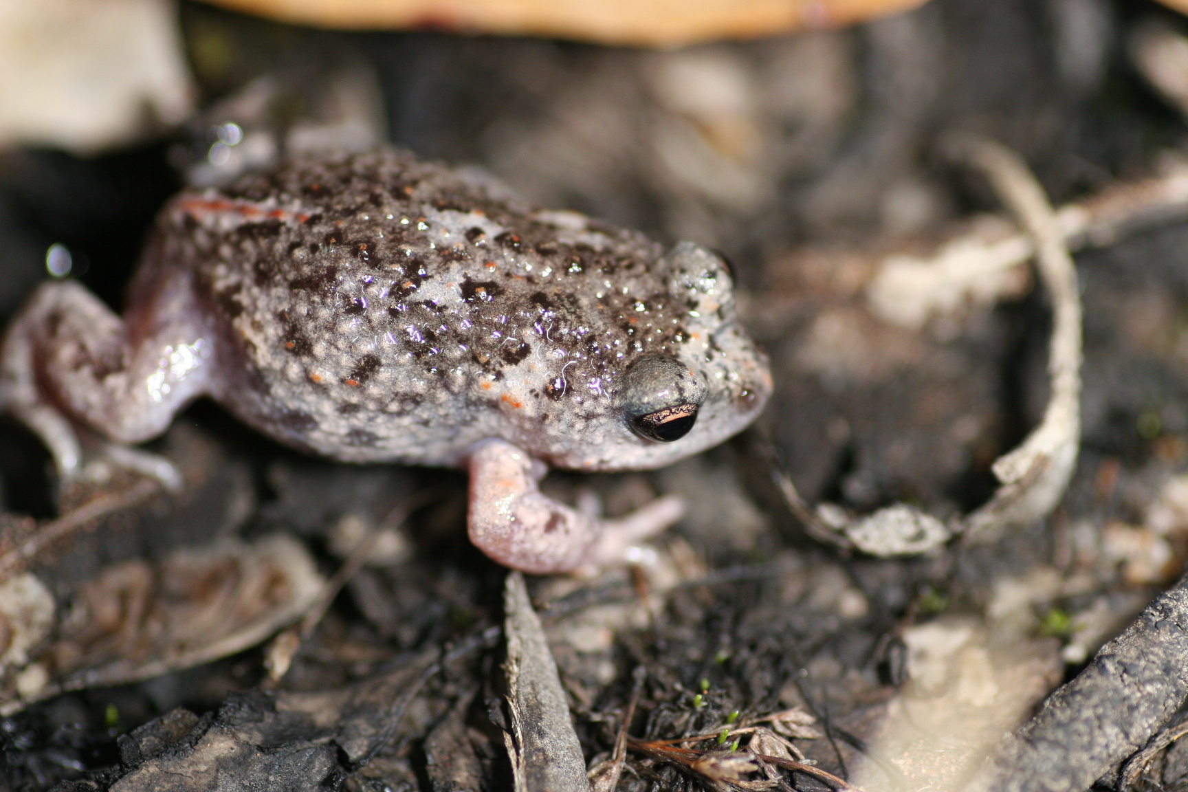 Scientists produce tadpoles better adapted to climate change