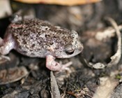Scientists produce tadpoles better adapted to climate change